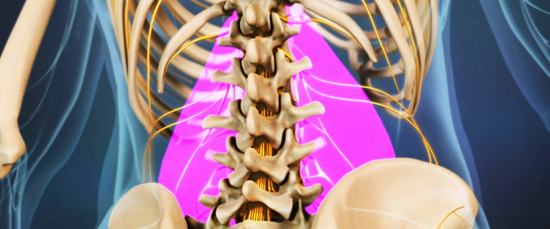 What part of the back is most commonly affected by back injury and back pain?